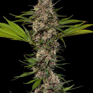 Barneys Farm MAC1 F1 3er Packung + 3er Gift Pack gratis dazu