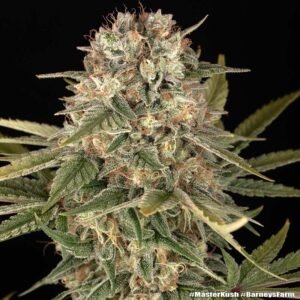 Barneys Farm Master Kush Regular 5er Packung + 5er Gift Pack gratis dazu