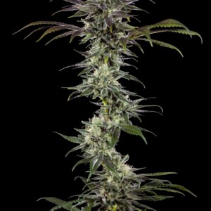 Barneys Farm RS11 F1 3er Packung + 3er Gift Pack gratis dazu