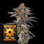 Compound Genetics JAHrassic 3er Pack