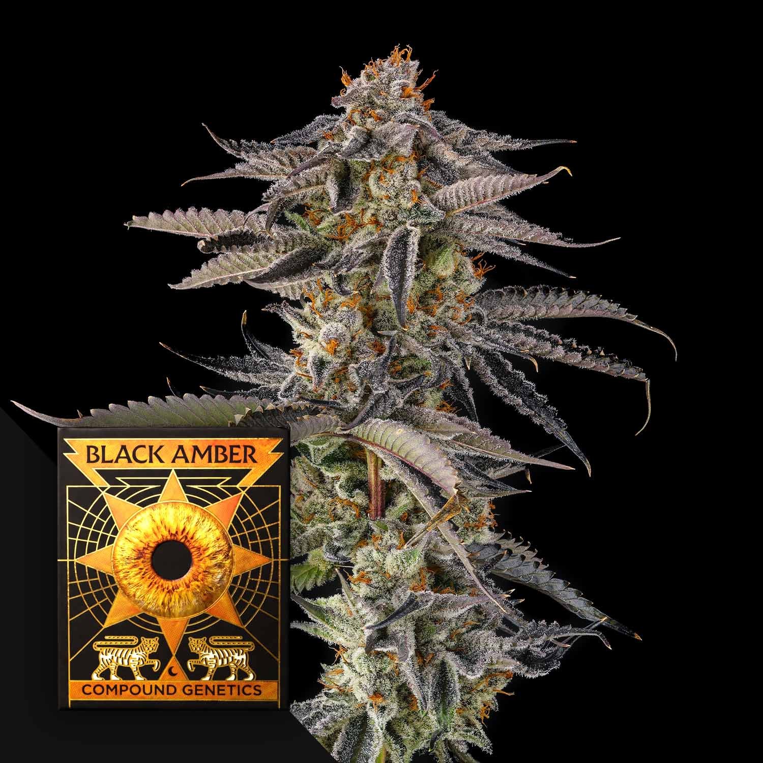 Compound Genetics JAHrassic 3er Pack