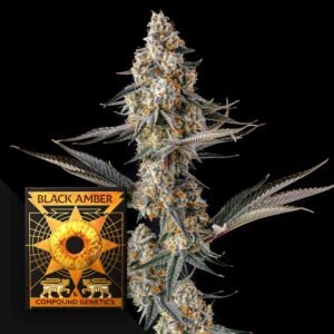 Compound Genetics La Llorona 3er Pack