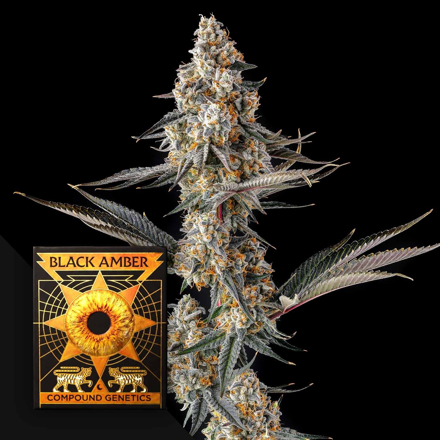 Compound Genetics La Llorona 3er Pack