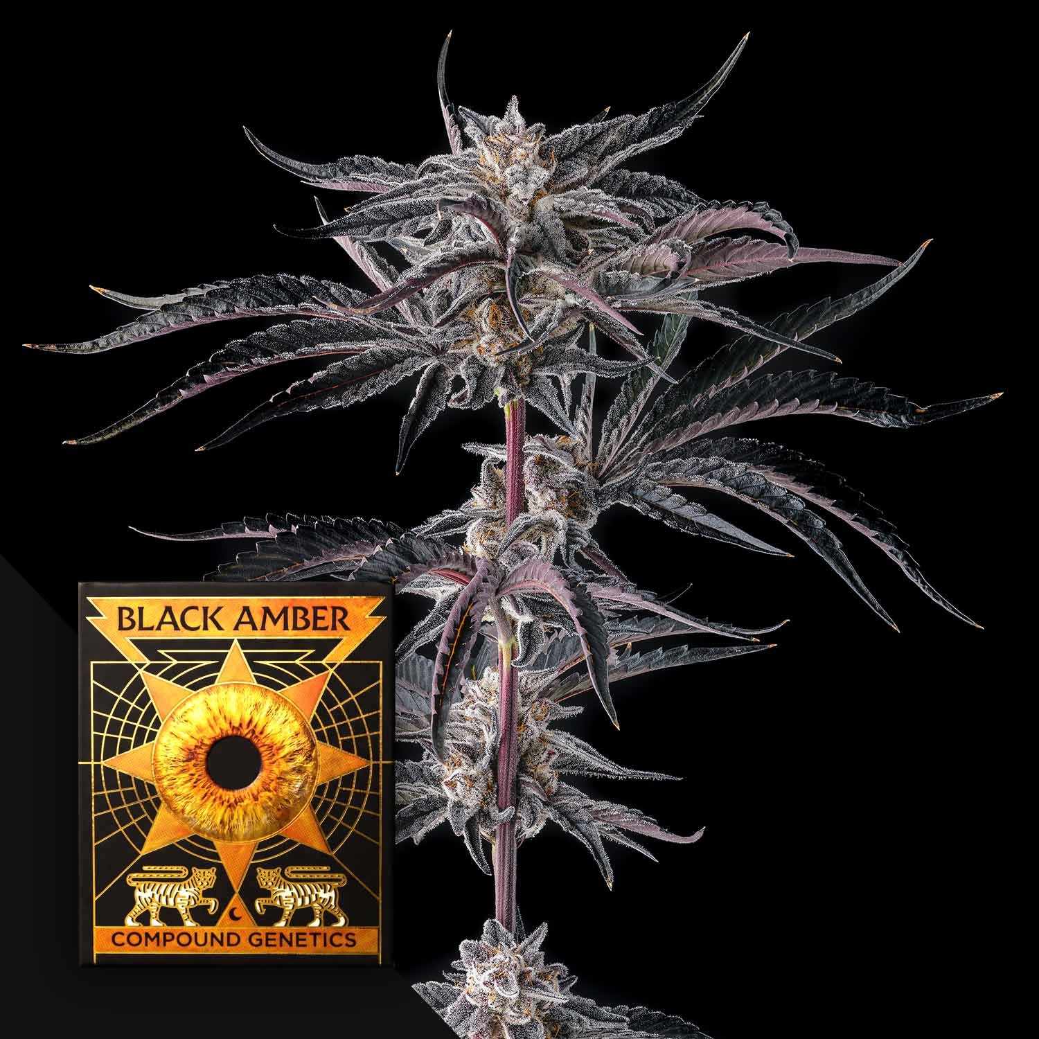 Compound Genetics Nakamarra 3er Pack