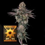 Compound Genetics Orange Moon 3er Pack