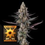Compound Genetics Shake Back 3er Pack