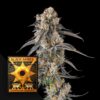 Compound Genetics Solazo 3er Pack