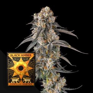 Compound Genetics Solazo 3er Pack