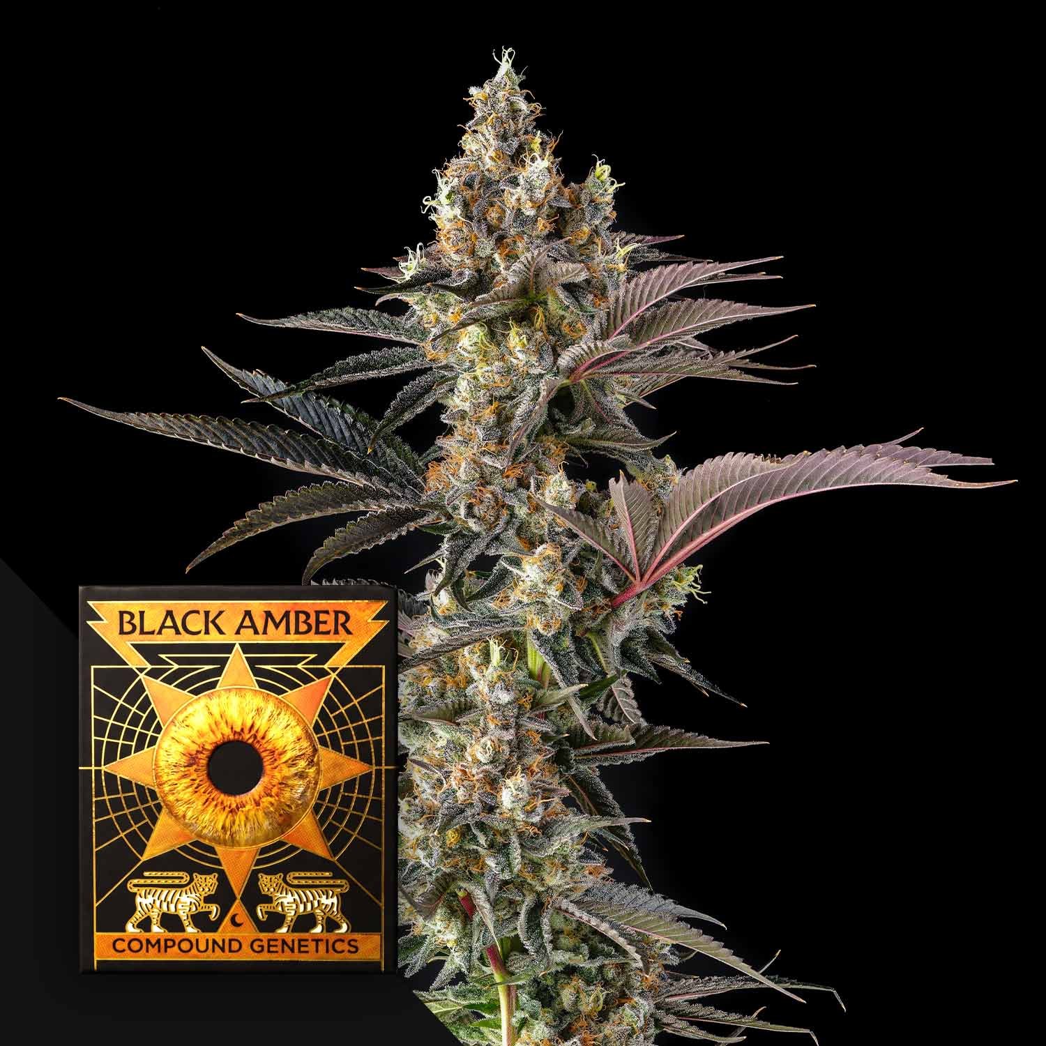 Compound Genetics Tostones 3er Pack