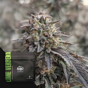 Doja Lime Verbena – 3 Stück