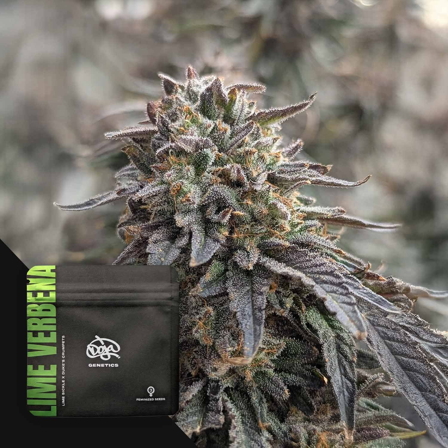 Doja Lime Verbena - 3 Stück