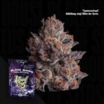 Wizard Trees Cauldron 3er Packung