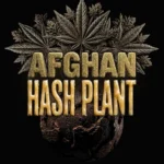 Barneys Farm Afghan Hash Plant Auto 3er Packung + 3er Gift Pack gratis