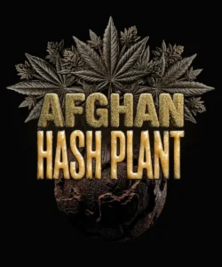 Barneys Farm Afghan Hash Plant Auto 3er Packung + 3er Gift Pack gratis
