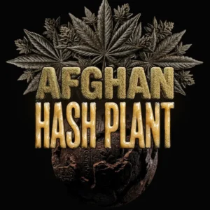 Barneys Farm Afghan Hash Plant Auto 3er Packung + 3er Gift Pack gratis