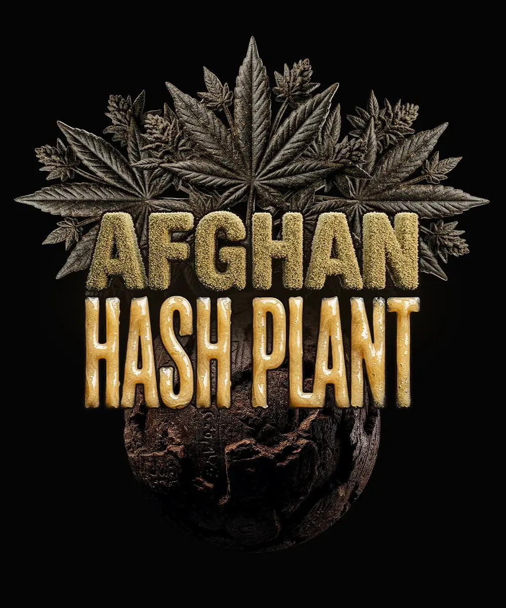 Barneys Farm Afghan Hash Plant Auto 3er Packung + 3er Gift Pack gratis