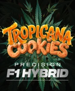 Barneys Farm Tropicana Cookies Auto 3er Packung + 3er Gift Pack gratis