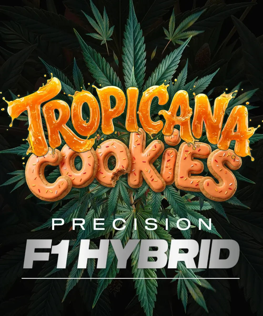 Barneys Farm Tropicana Cookies Auto 3er Packung + 3er Gift Pack gratis