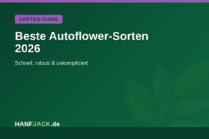 Mehr über den Artikel erfahren Beste Autoflower-Sorten 2026 für Einsteiger