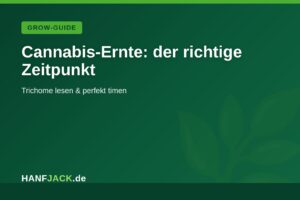 Mehr über den Artikel erfahren Cannabis-Ernte: Den richtigen Zeitpunkt erkennen