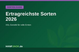 Mehr über den Artikel erfahren Ertragreichste Cannabis-Sorten 2026