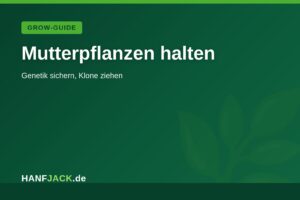 Mehr über den Artikel erfahren Mutterpflanzen halten & Klone ziehen