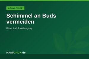 Mehr über den Artikel erfahren Schimmel an Buds vermeiden: Klima & Schutz