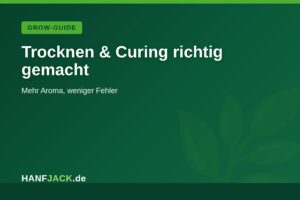 Mehr über den Artikel erfahren Cannabis trocknen & curen: So geht’s richtig