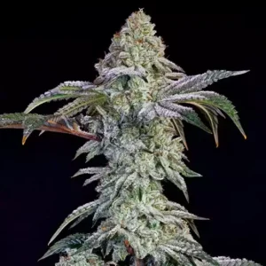 Ethos Grandpa's Cookies #6 S1 - 5er Packung