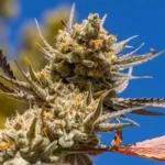 Ethos Lemon Berry Candy OG R2 - 5er Packung