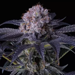 Ethos Lemon Grape Balls Of Fire RBX - 5er Packung
