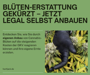 Mehr über den Artikel erfahren GKV kürzt Blüten-Erstattung: Cannabis jetzt legal selbst anbauen