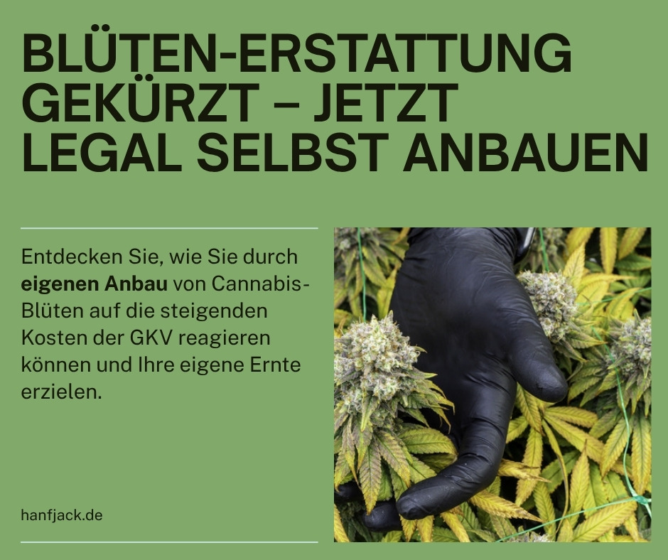 GKV kürzt Blüten-Erstattung – Cannabis legal selbst anbauen, Hanfjack