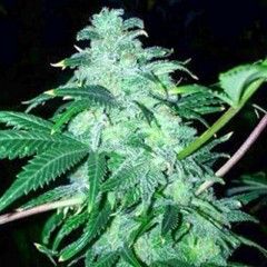 The Cali Connection 22 feminisierte Cannabis Samen
