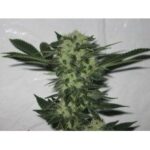 The Cali Connection 818 Headband (aka Sour OG) feminisiert – 6 Samen