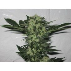 The Cali Connection 818 Headband (aka Sour OG) feminisiert – 6 Samen