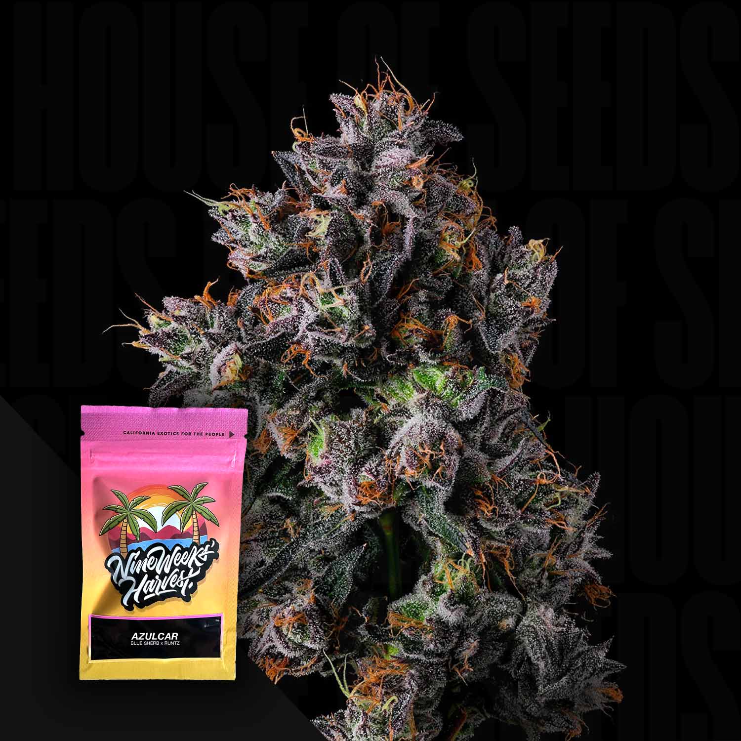 Azulcar Feminisierte Cannabis Samen von Nine Weeks Harvest
