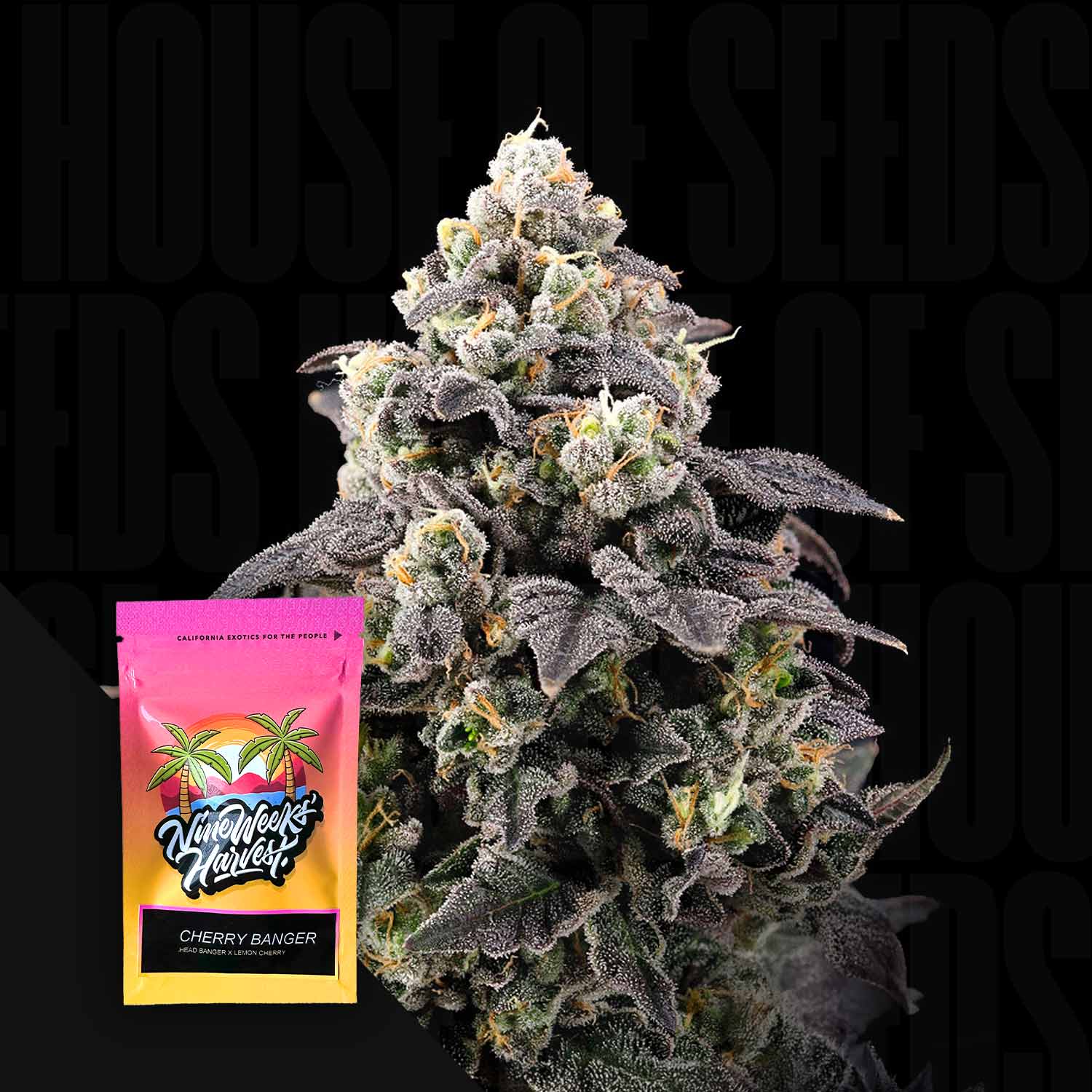 Cherry Banger Feminisierte Cannabis Samen von Nine Weeks Harvest