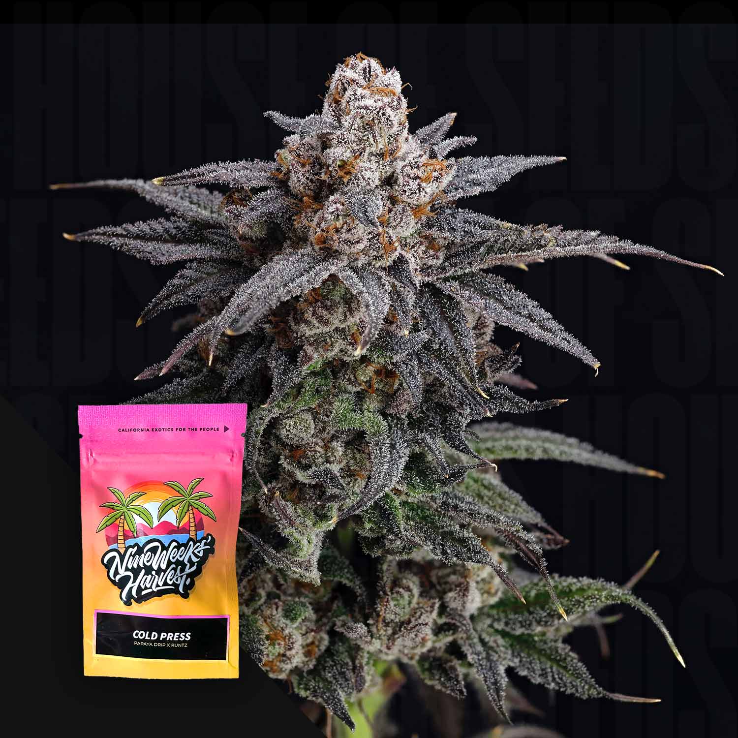 Cold Press Feminisierte Cannabis Samen von Nine Weeks Harvest