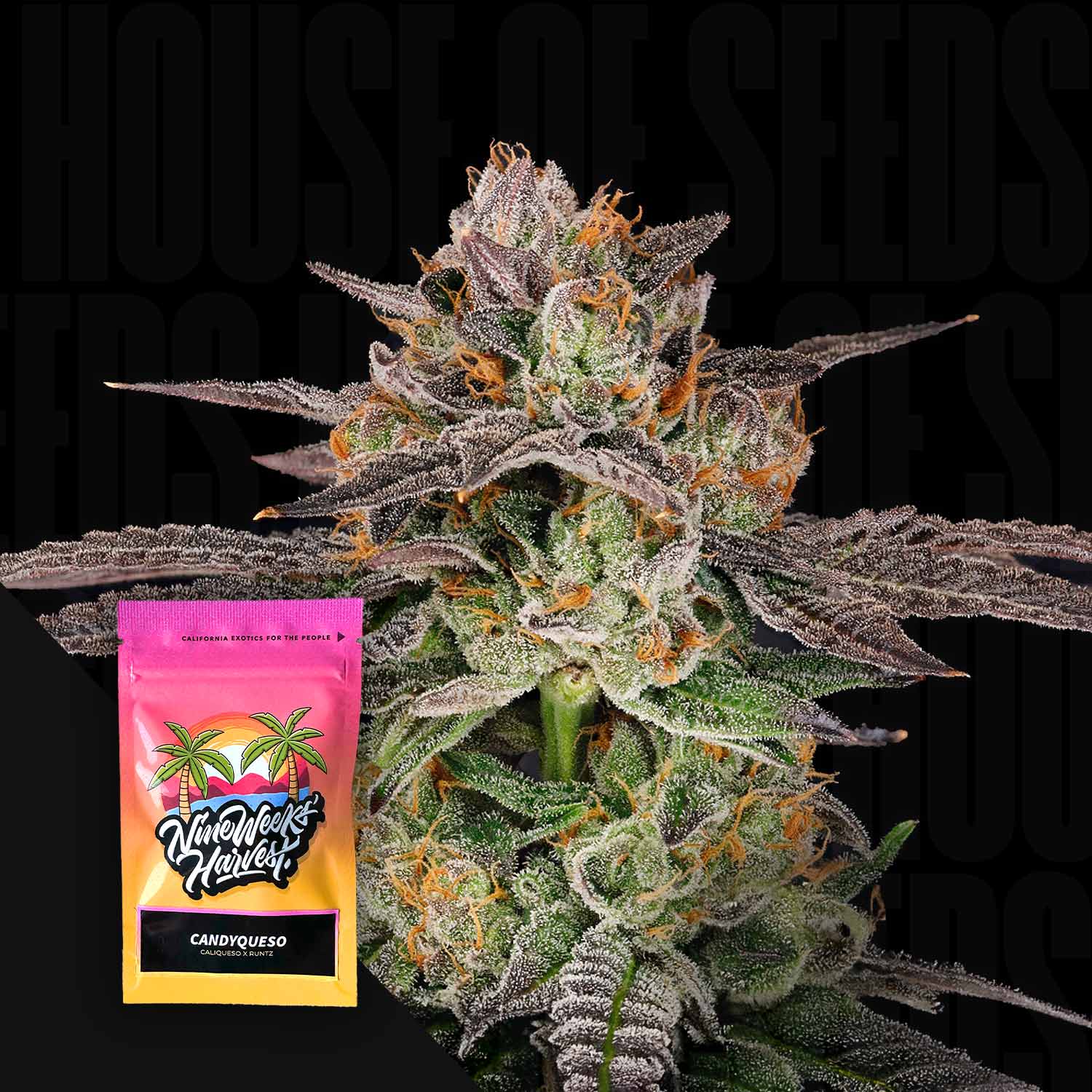 Candyqueso Feminisierte Cannabis Samen von Nine Weeks Harvest