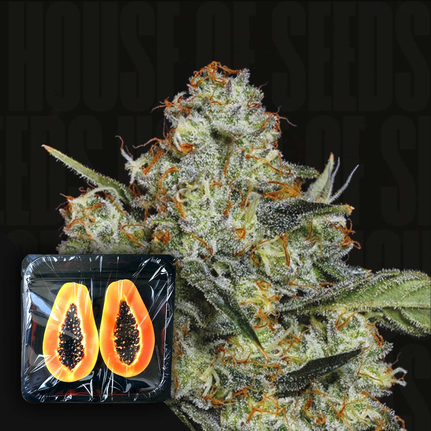 Dulce de Papaya Feminisierte Cannabis Samen von Nine Weeks Harvest