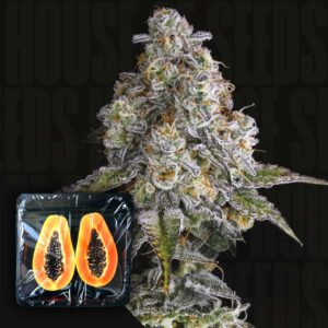 Drip District Feminisierte Cannabis Samen von Nine Weeks Harvest