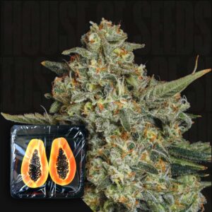 Funky Drip Feminisierte Cannabis Samen von Nine Weeks Harvest