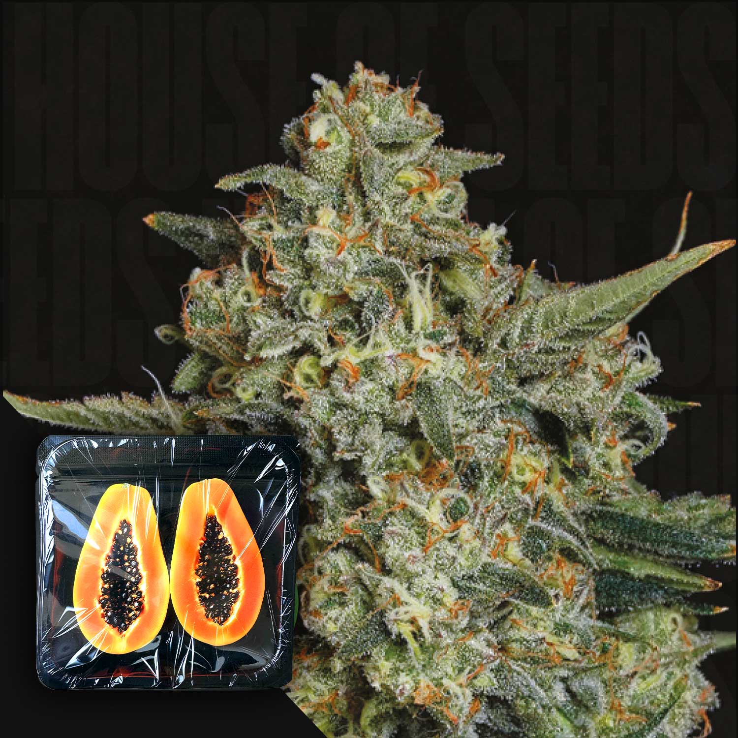 Funky Drip Feminisierte Cannabis Samen von Nine Weeks Harvest