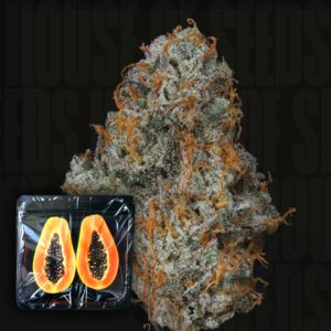 Fruit Fuel Feminisierte Cannabis Samen von Nine Weeks Harvest