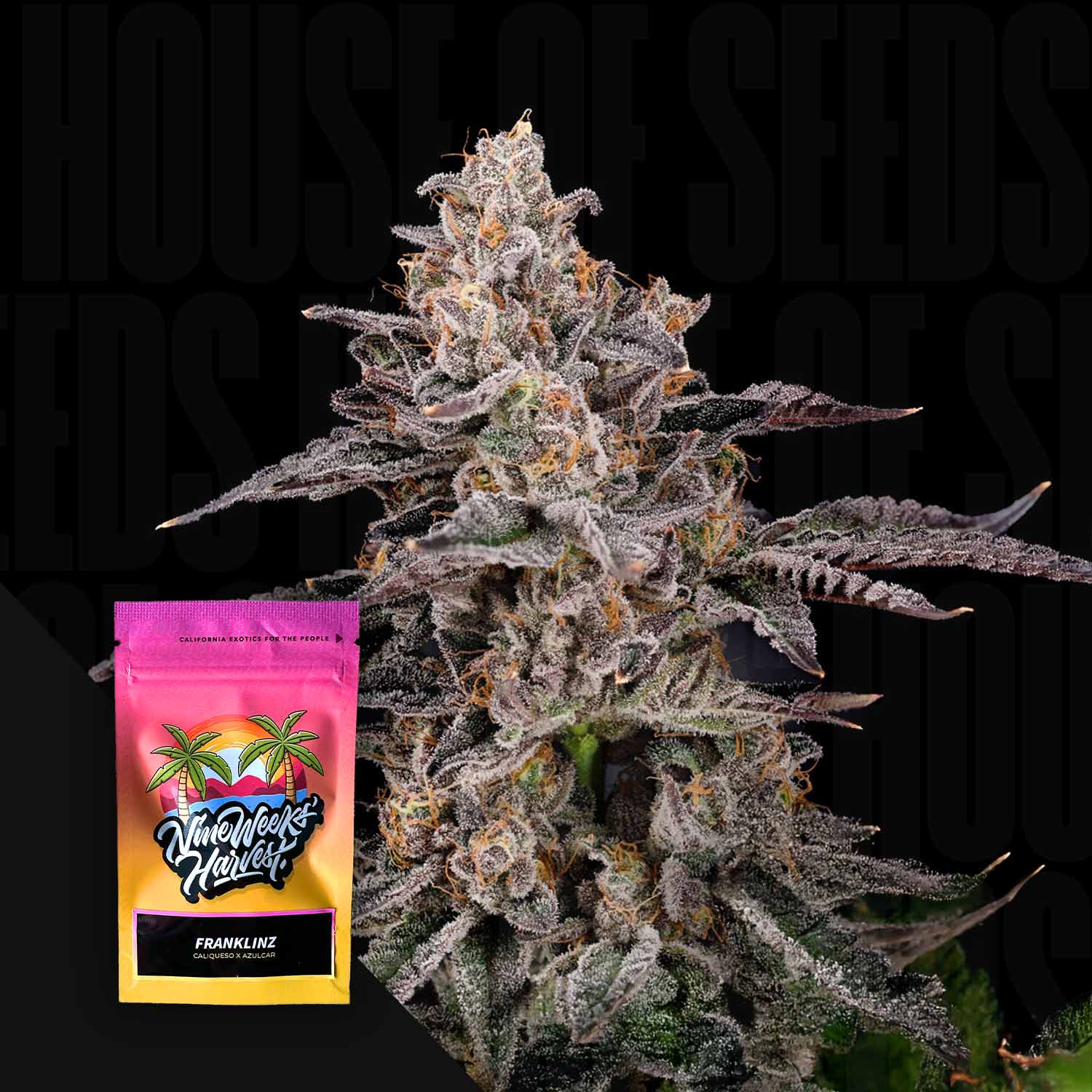 Franklinz Feminisierte Cannabis Samen von Nine Weeks Harvest
