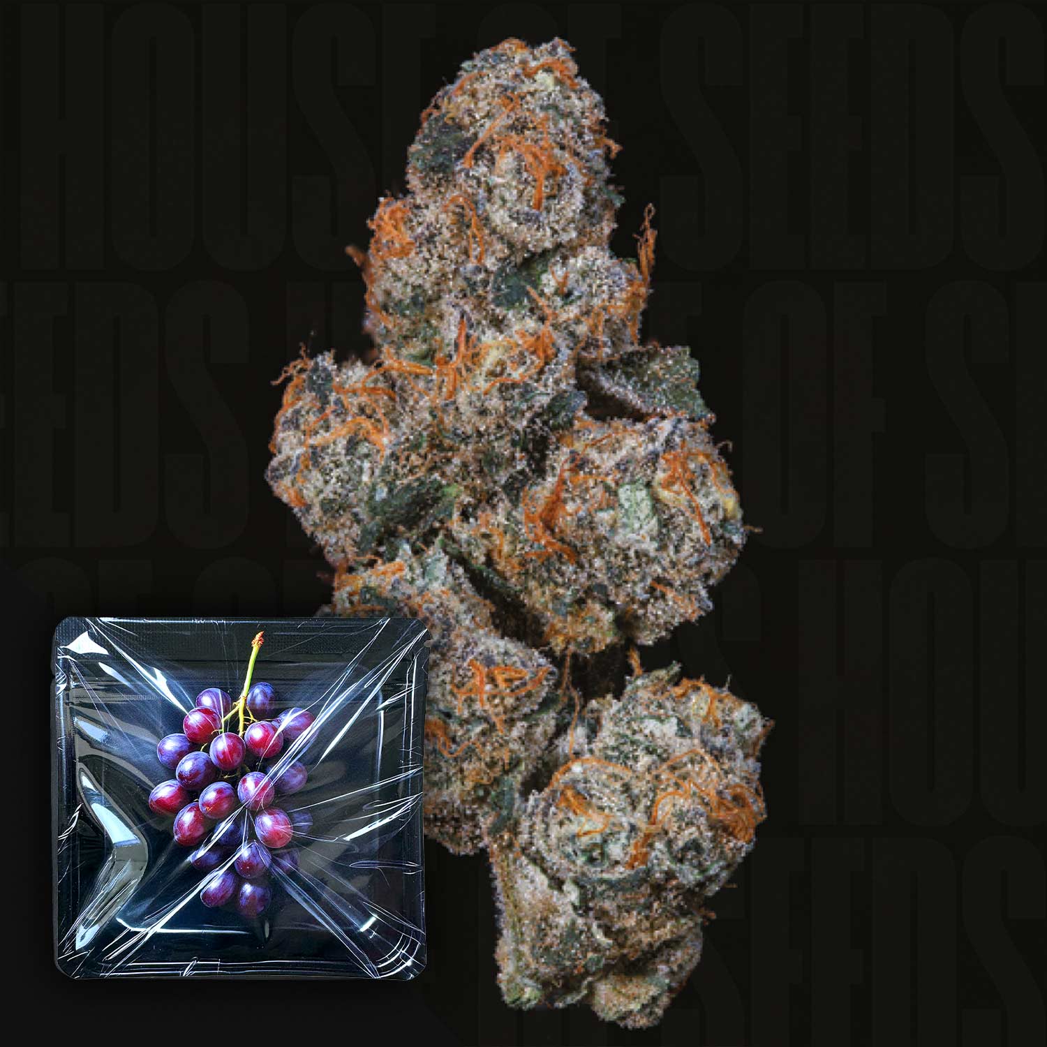 Grape Squeeze Feminisierte Cannabis Samen von Nine Weeks Harvest