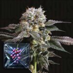 Hash Drip