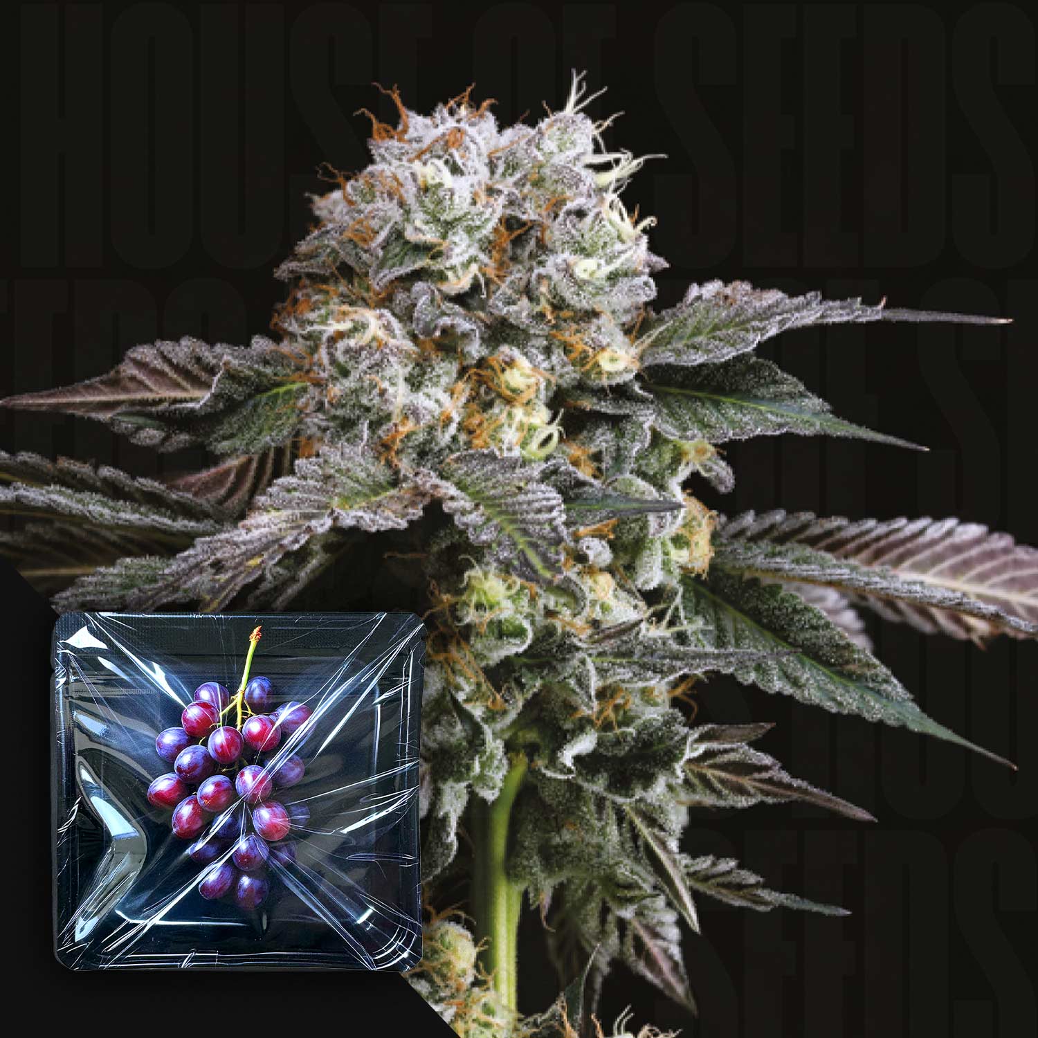 Hash Drip Feminisierte Cannabis Samen von Nine Weeks Harvest