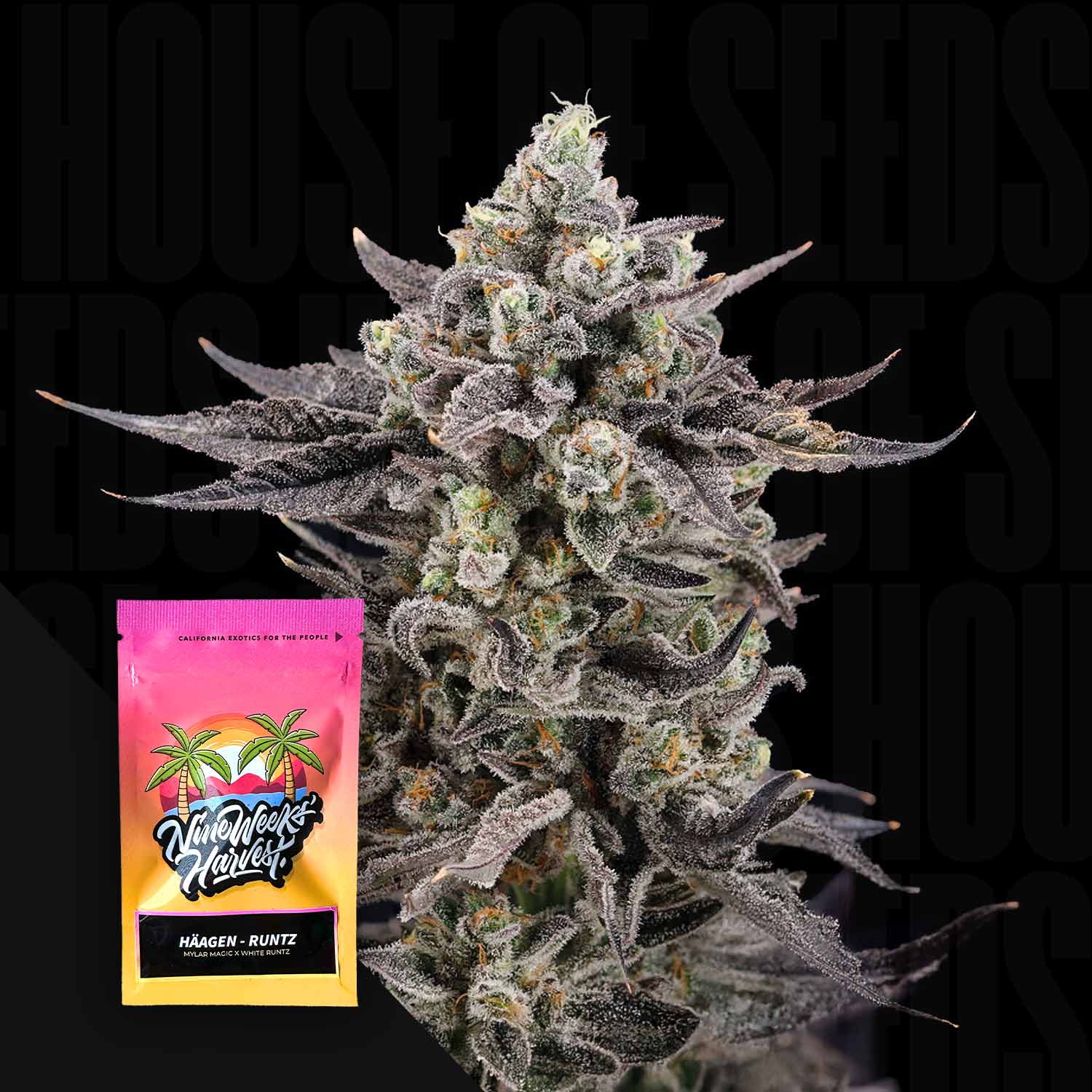Häagen Runtz Feminisierte Cannabis Samen von Nine Weeks Harvest